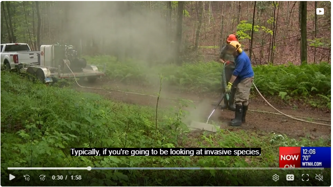 picture from news article and video: Regional Water Authority weeds out invasive plants with steam in Connecticut