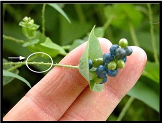 Small curved barbs along stems