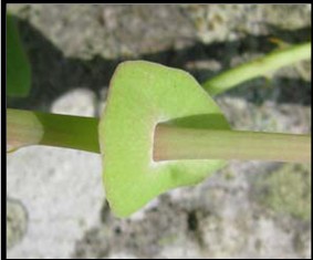 Saucer-shaped leaves (called ocrea) at stem nodes