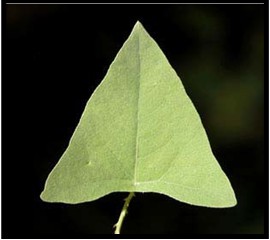 Triangular leaves (Often nearly equilateral)