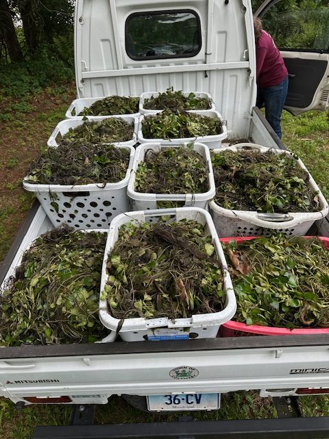 Water Chestnut pulled into baskets