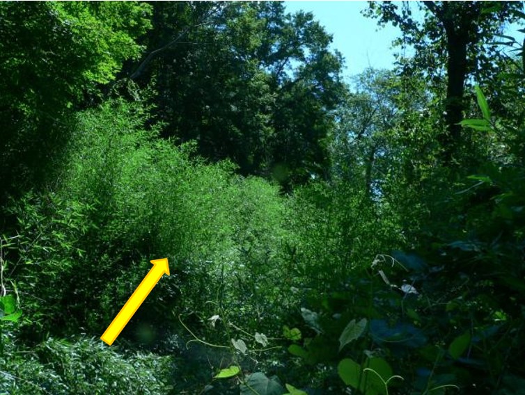 This infestation (left and below) in an abandoned oxbox of the Pomperaug River was incredibly dense and completely displayed at other plants in this riparian zone.