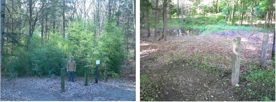 Before (l) and after (r) of bamboo stand at Old Fairgrounds Road in Woodbury, CT.