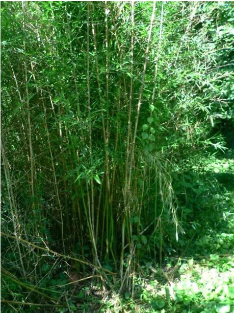 Bamboo
