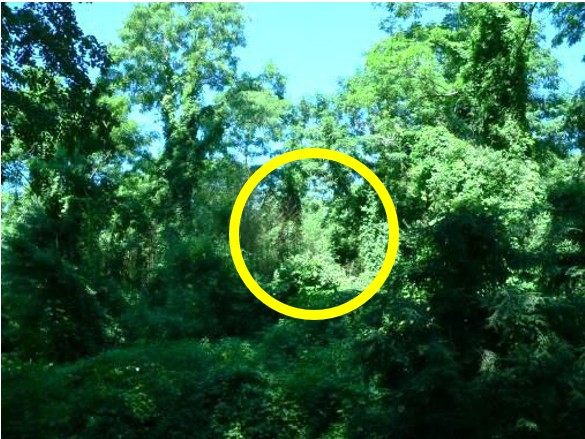 We also visited several other sites where bamboo was growing in the full sun of canopy gaps (see below), but not invading surrounding forests or growing into the partial shade of extended canopy gaps.