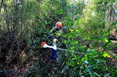 Cutting culms at Old Fairgrounds plot (credit: Michael Duffy, CT Post)