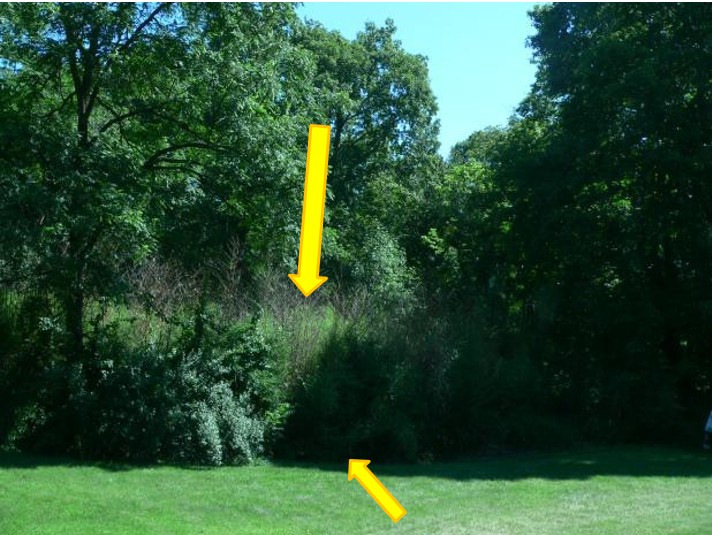 Most of this infestation was growing in a forest gap (left), though there were some clumps growing in the extended forest gap zone (below).