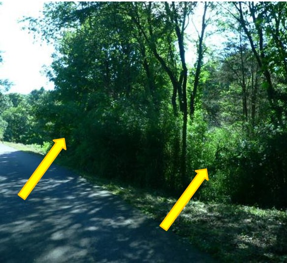 Most of the golden bamboo infestation was observed growing in full sunlight adjacent to a forested edge (left). However, there were a couple of clumps growing under intact canopy in the wetland adjacent to the stream (below). This was the only location on visited sites where bamboo was able to penetrate the forest interior.