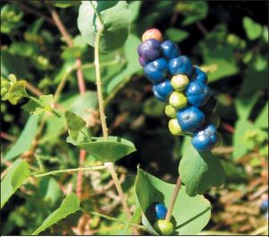 In summer, MAM fruits ripen from green to metallic blue