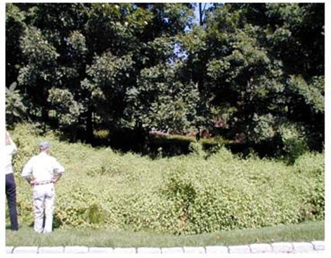 Mile-a-minute vine infestation. Control work is being undertaken to prevent further spread in CT.