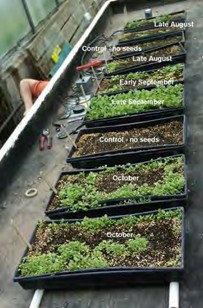 Figure 1. Mugwort seedlings in May 2013) that germinated from samples collected in 2012.