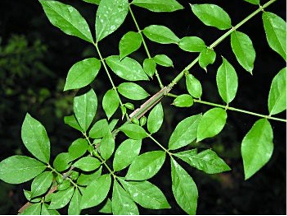 Abundantly planted, this shrub native to China, Japan, and Korea is increasingly escaping from cultivation into urban/suburban woodlands in North Carolina. It is a problem invasive exotic in the northeastern US and may become a problem here, too. The photo at left was taken in Price Park in Greensboro, NC, where it is a common escape. Photo: Duke 