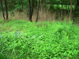 Nonnewaug - summer after herbicide. Note all green plants are herbaceous, most are native.
