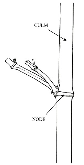 Two unequal branches at the nodes located mid-way up the culm, sometimes with a weak third branch between the two (see diagram on back). Source: McClure, F.A. (1957)