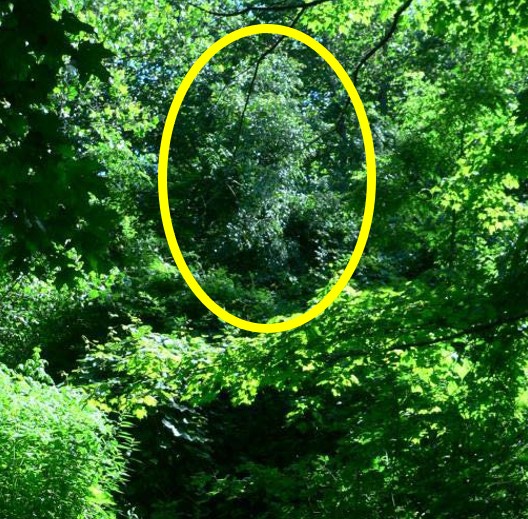 We also visited several other sites where bamboo was growing in the full sun of canopy gaps (see below) but not invading surrounding forests or growing into the partial shade of extended canopy gaps.
