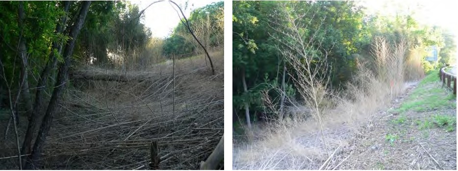 View of treated area in June 2014. Picture on right was taken from approximately the same location as the two photos at top.