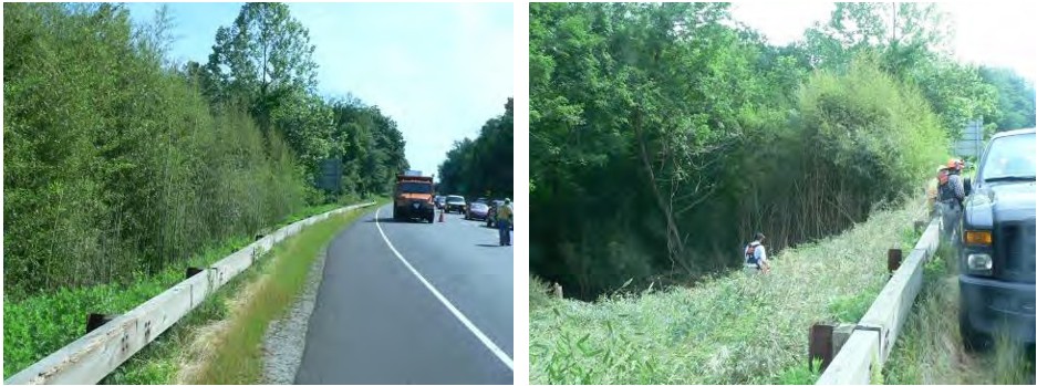View of bamboo grove before and after cutting along Merritt Parkway.