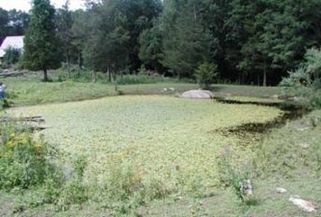 Yellow floating heart in Columbia, CT. This invasive plant covered approximately 90% of the pond surface prior to treatment.