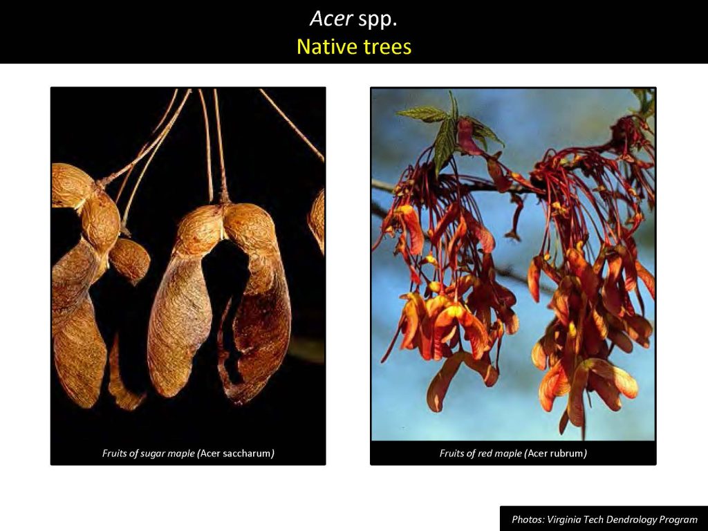 Acer spp. Native trees