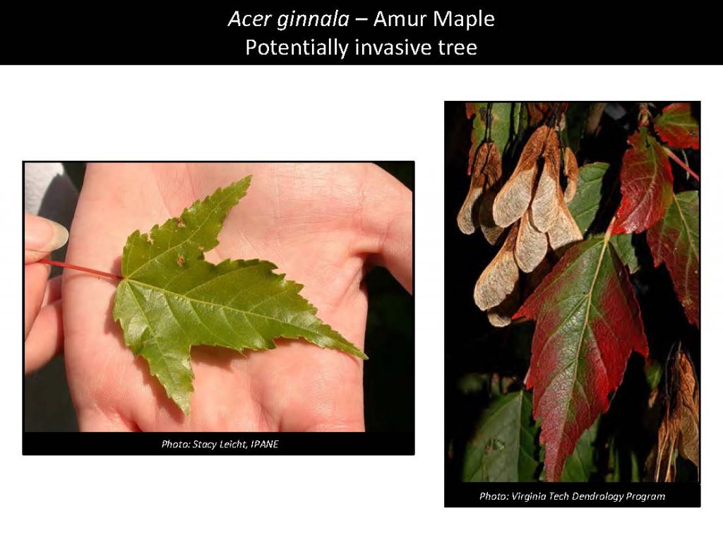 Acer ginnala – Amur Maple Potentially invasive tree