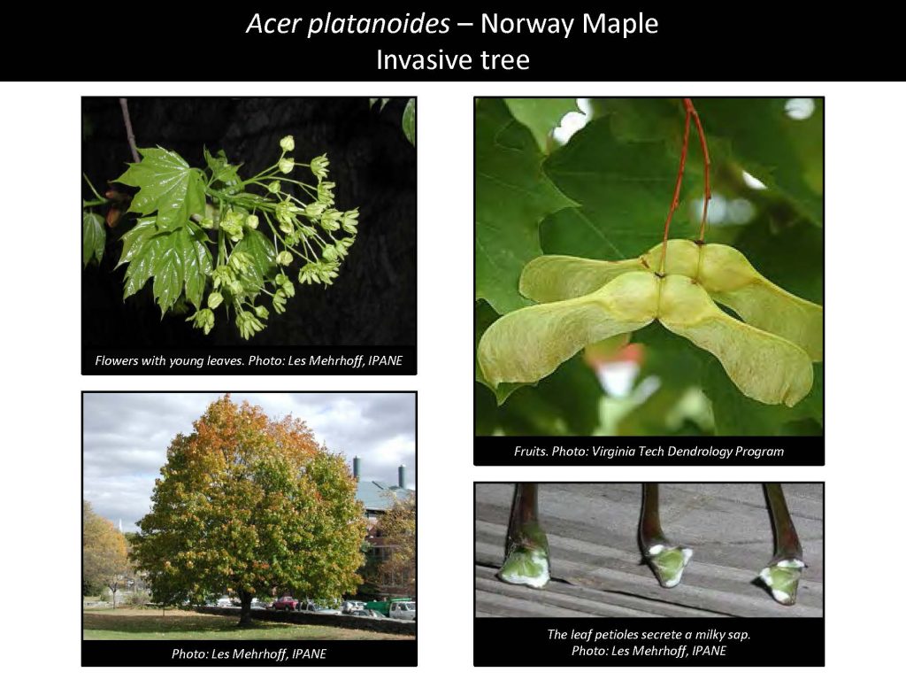 Acer platanoides – Norway Maple Invasive tree