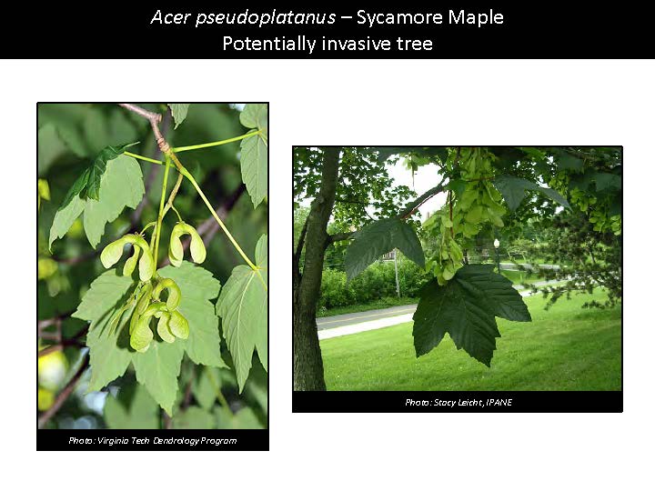 Acer pseudoplatanus – Sycamore Maple Potentially invasive tree