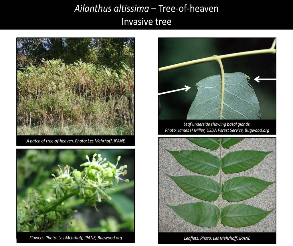Ailanthus altissima – Tree-of-heaven Invasive tree