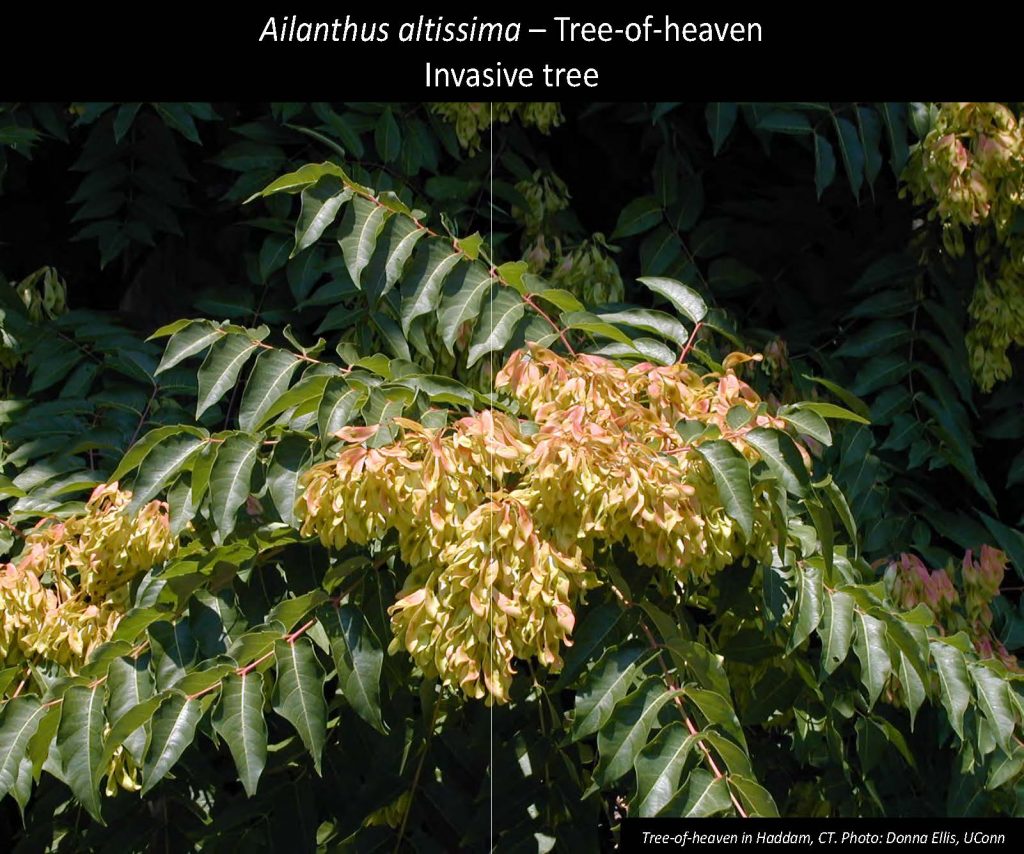 Ailanthus altissima – Tree-of-heaven Invasive tree