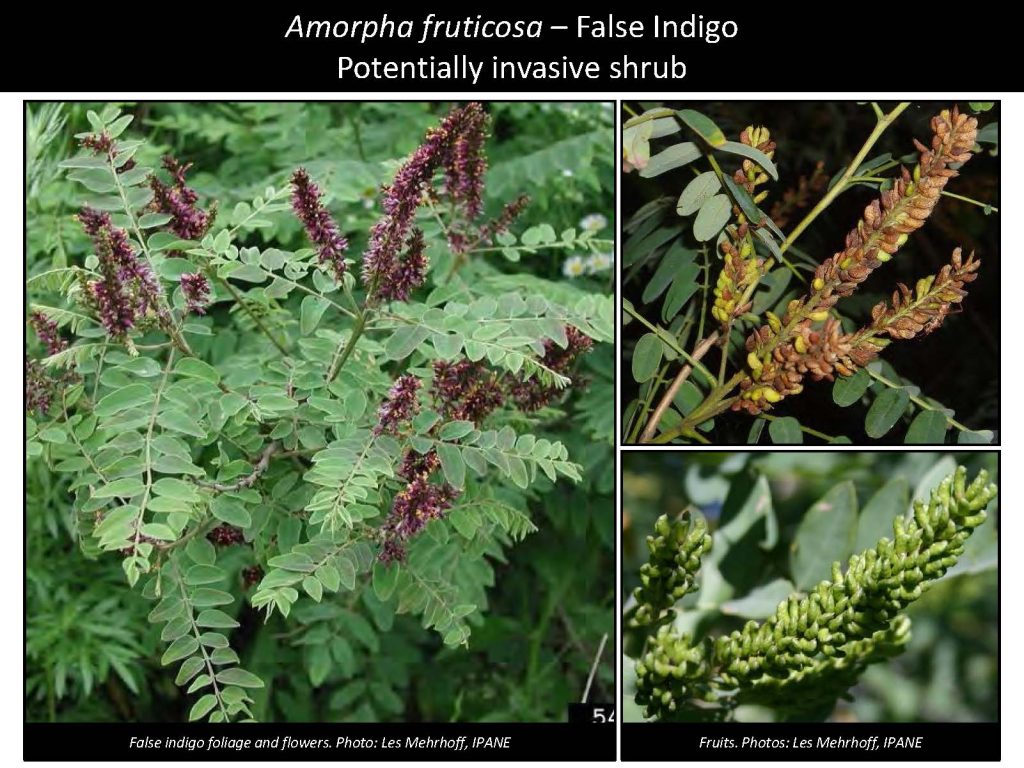 Amorpha fruticosa – False Indigo Potentially invasive shrub