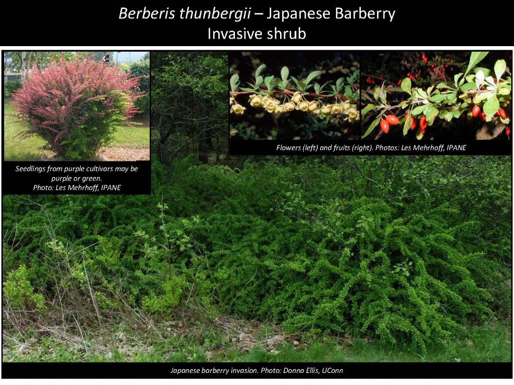 Berberis thunbergii – Japanese Barberry Invasive shrub
