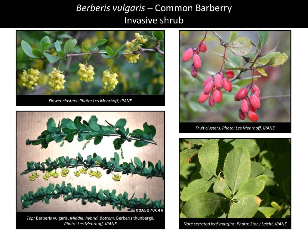 Berberis vulgaris – Common Barberry Invasive shrub