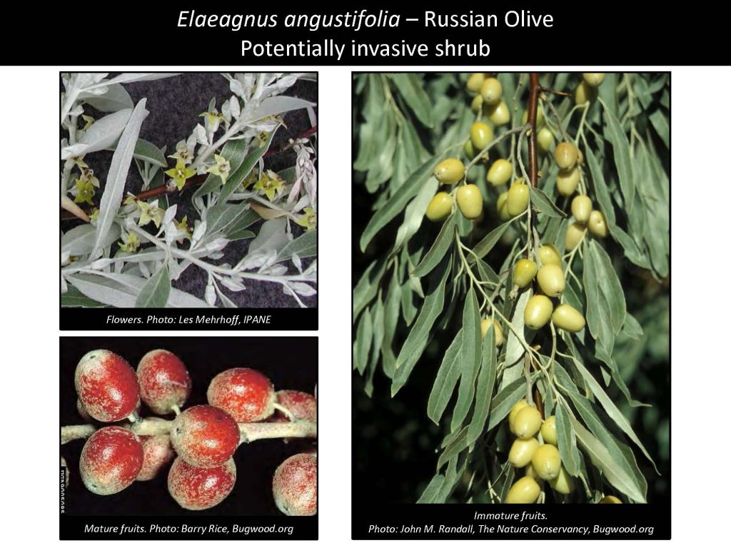 Elaeagnus angustifolia – Russian Olive Potentially invasive shrub
