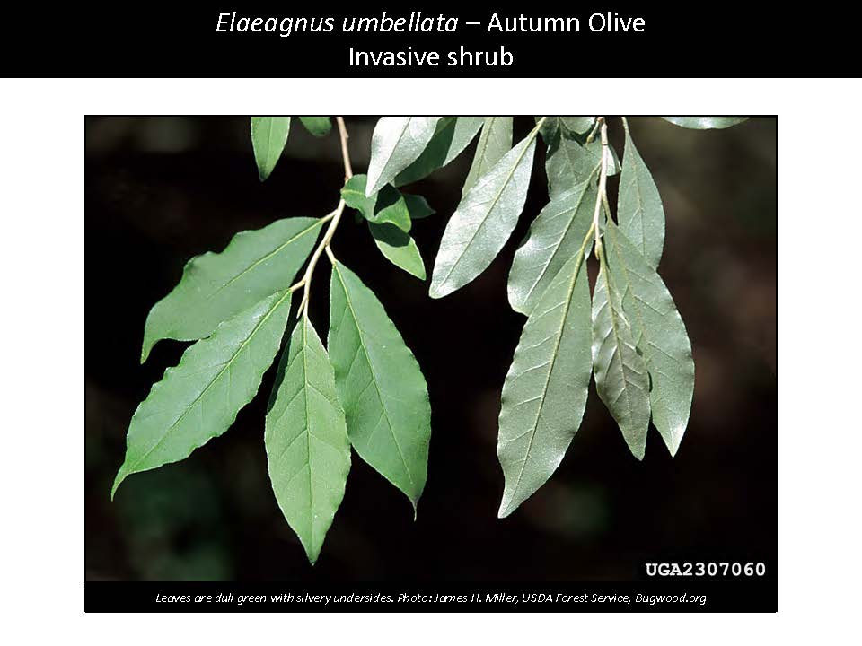 Elaeagnus umbellata – Autumn Olive Invasive shrub