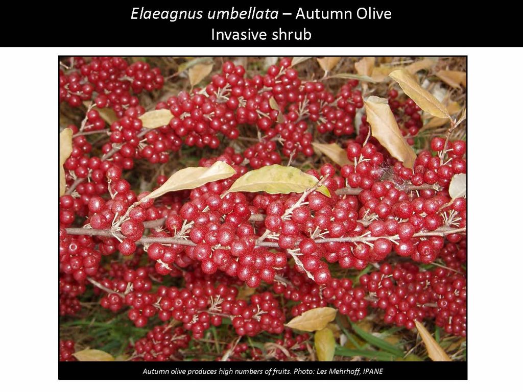 Elaeagnus umbellata – Autumn Olive Invasive shrub