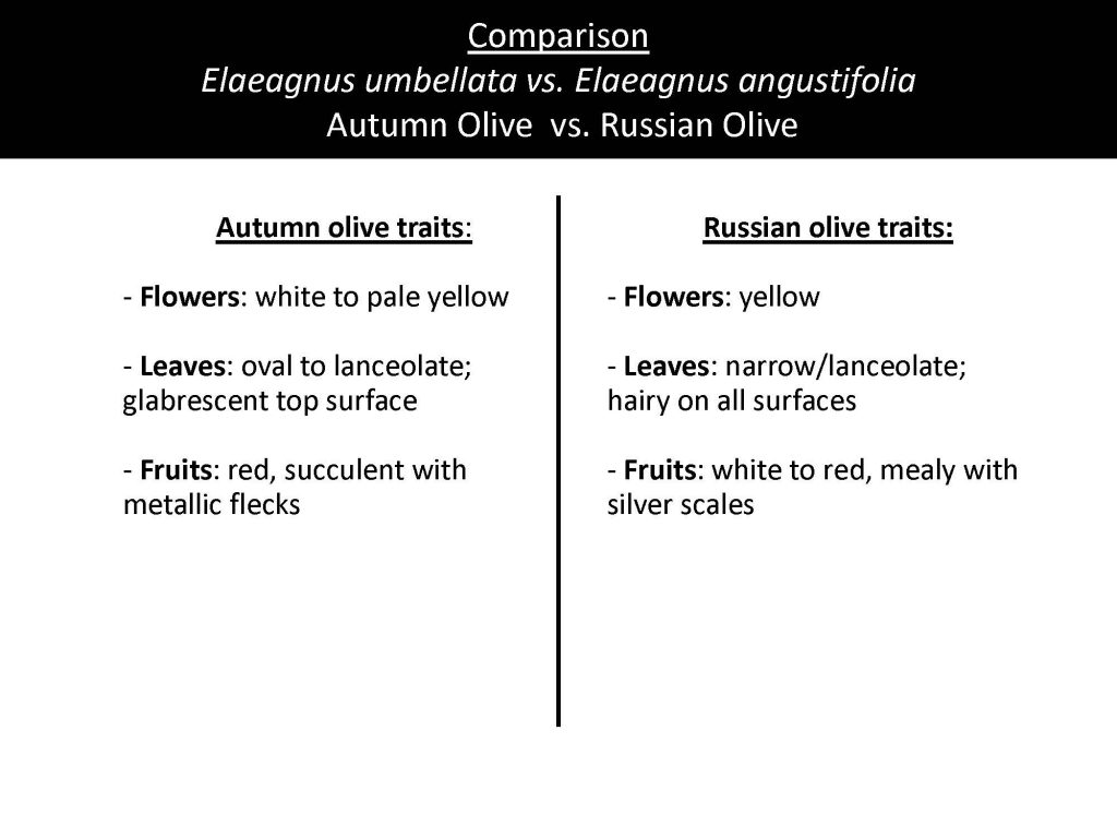 Comparison Elaeagnus umbellata vs. Elaeagnus angustifolia Autumn Olive vs. Russian Olive