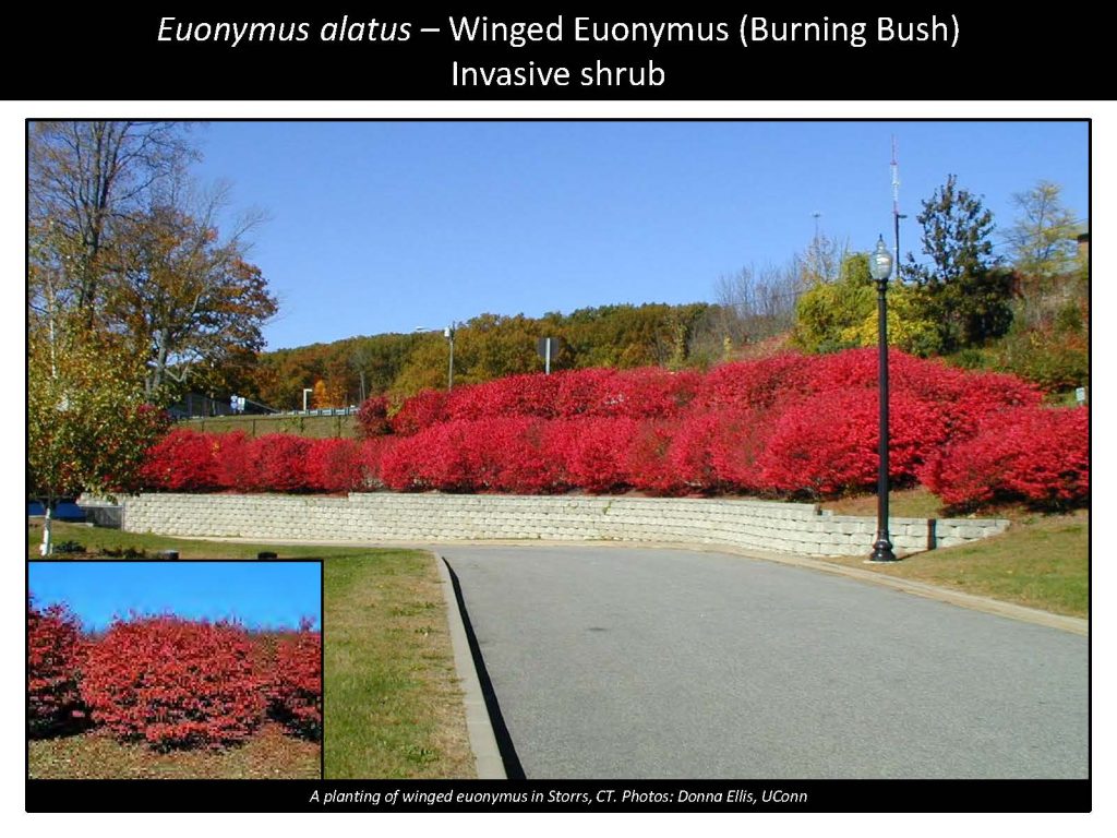 Euonymus alatus – Winged Euonymus (Burning Bush) Invasive shrub