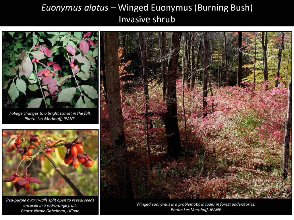 Euonymus alatus – Winged Euonymus (Burning Bush) Invasive shrub