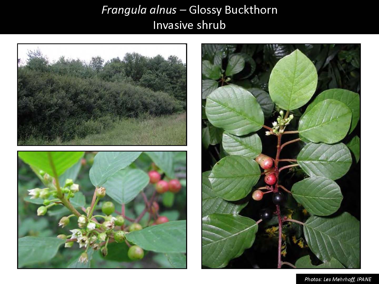 Frangula alnus – Glossy Buckthorn Invasive shrub