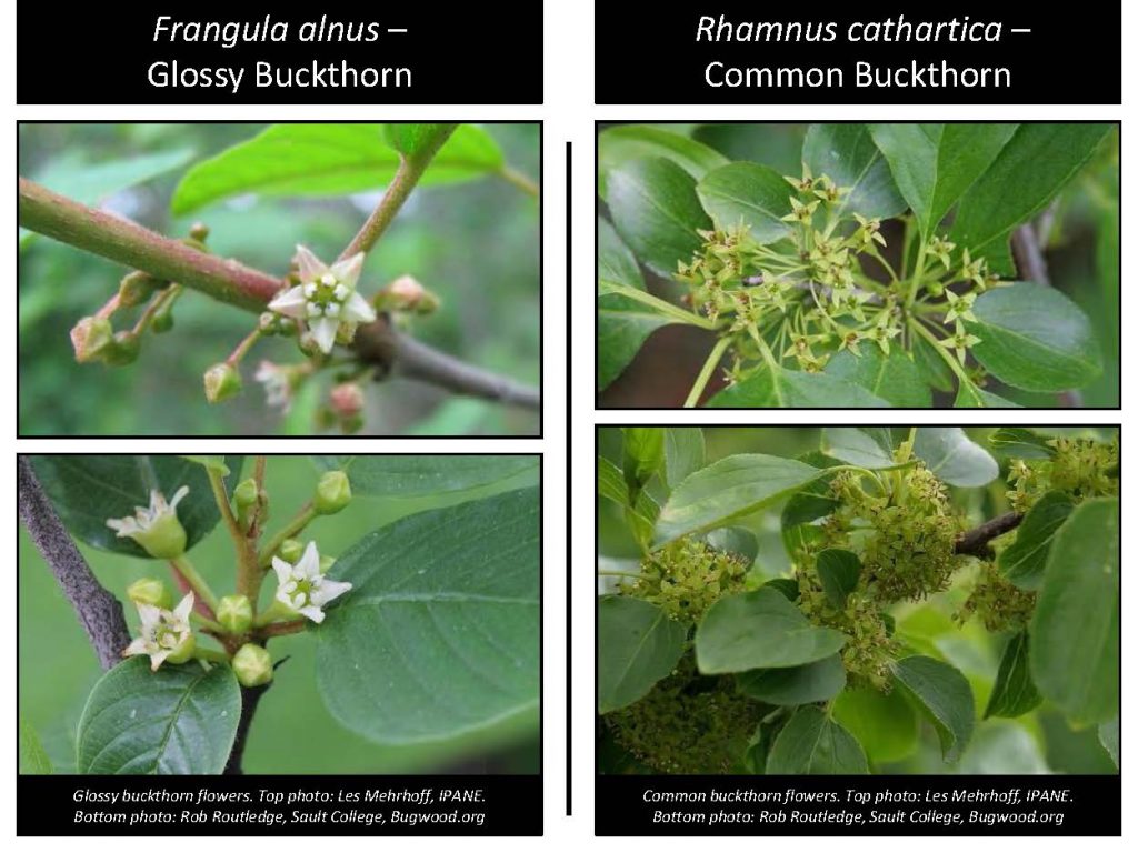 Frangula alnus – Glossy Buckthorn Rhamnus cathartica – Common Buckthorn