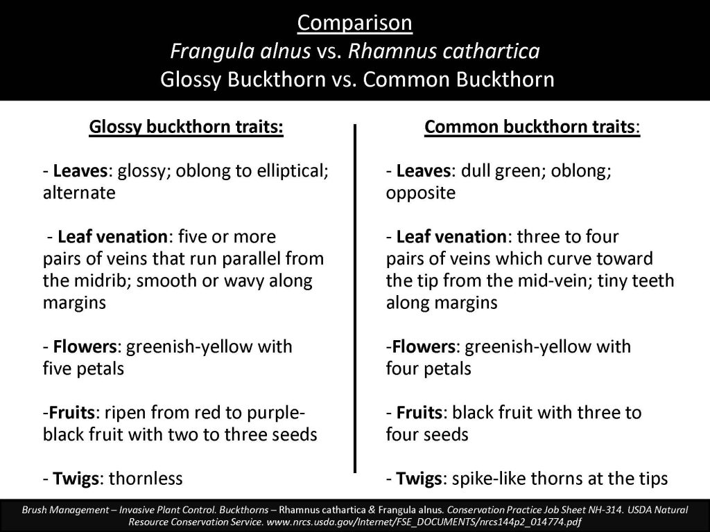 Comparison Frangula alnus vs. Rhamnus cathartica Glossy Buckthorn vs. Common Buckthorn