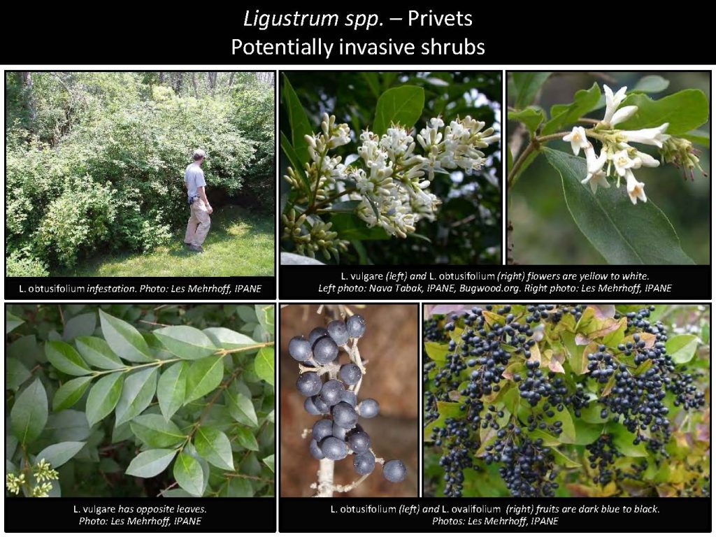 Ligustrum spp. – Privets Potentially invasive shrubs