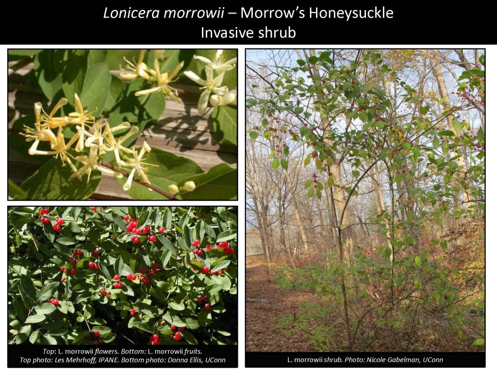 Lonicera morrowii – Morrow’s Honeysuckle Invasive shrub