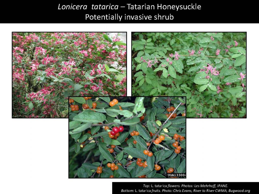 Lonicera tatarica – Tatarian Honeysuckle Potentially invasive shrub