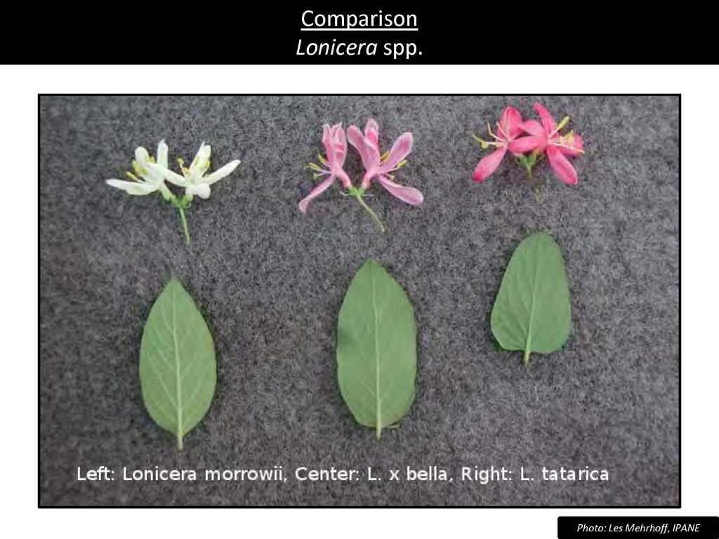 Comparison Lonicera spp