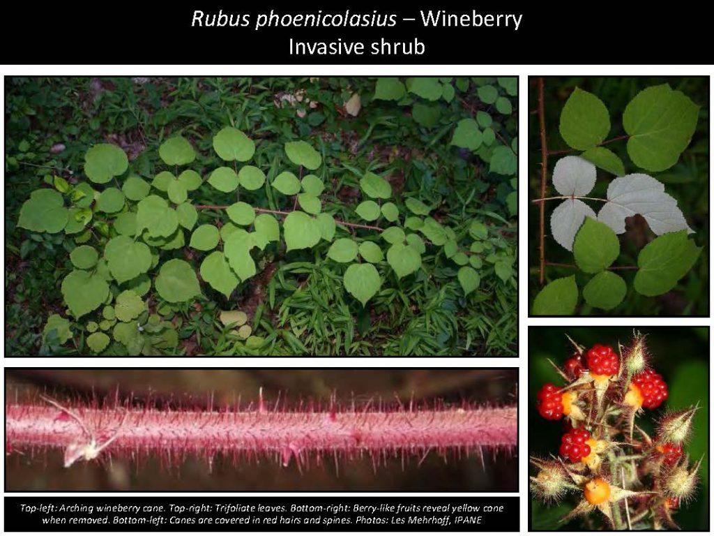 Rubus phoenicolasius – Wineberry Invasive shrub