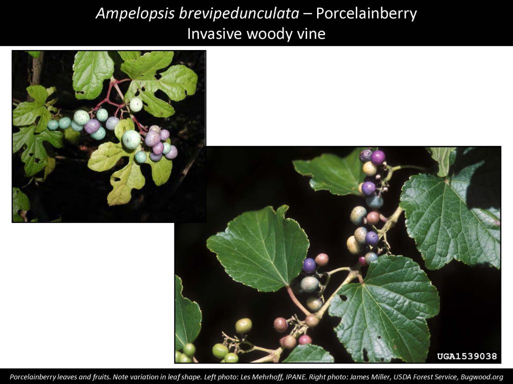 Ampelopsis brevipedunculata – Porcelainberry Invasive woody vine 