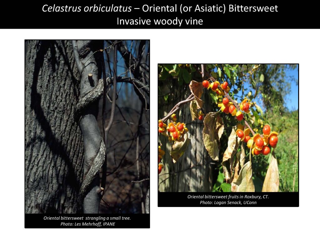 Celastrus orbiculatus – Oriental (or Asiatic) Bittersweet Invasive woody vine