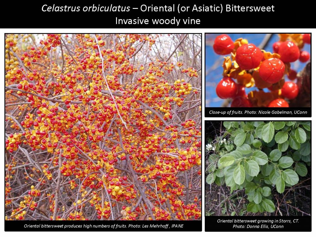 Celastrus orbiculatus – Oriental (or Asiatic) Bittersweet Invasive woody vine