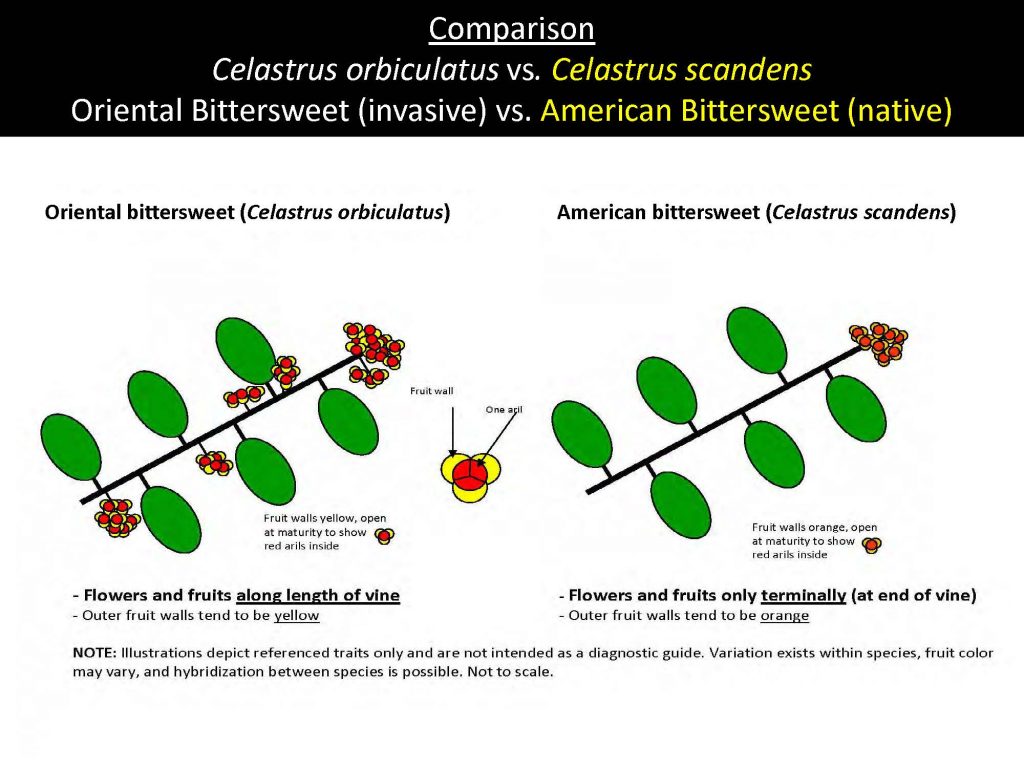 Comparison Celastrus orbiculatus vs. Celastrus scandens Oriental Bittersweet (invasive) vs. American Bittersweet (native)