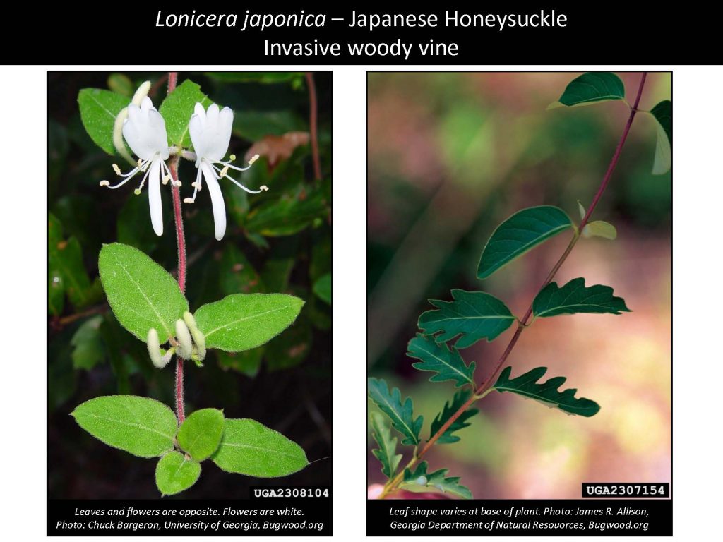 Lonicera japonica – Japanese Honeysuckle Invasive woody vine